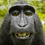 Lee_Crawford